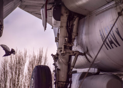 photo of an old military plane close-up, with bird flying under its wing