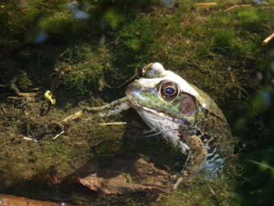 photo of a frog in water with moss and debris showing under the clear water