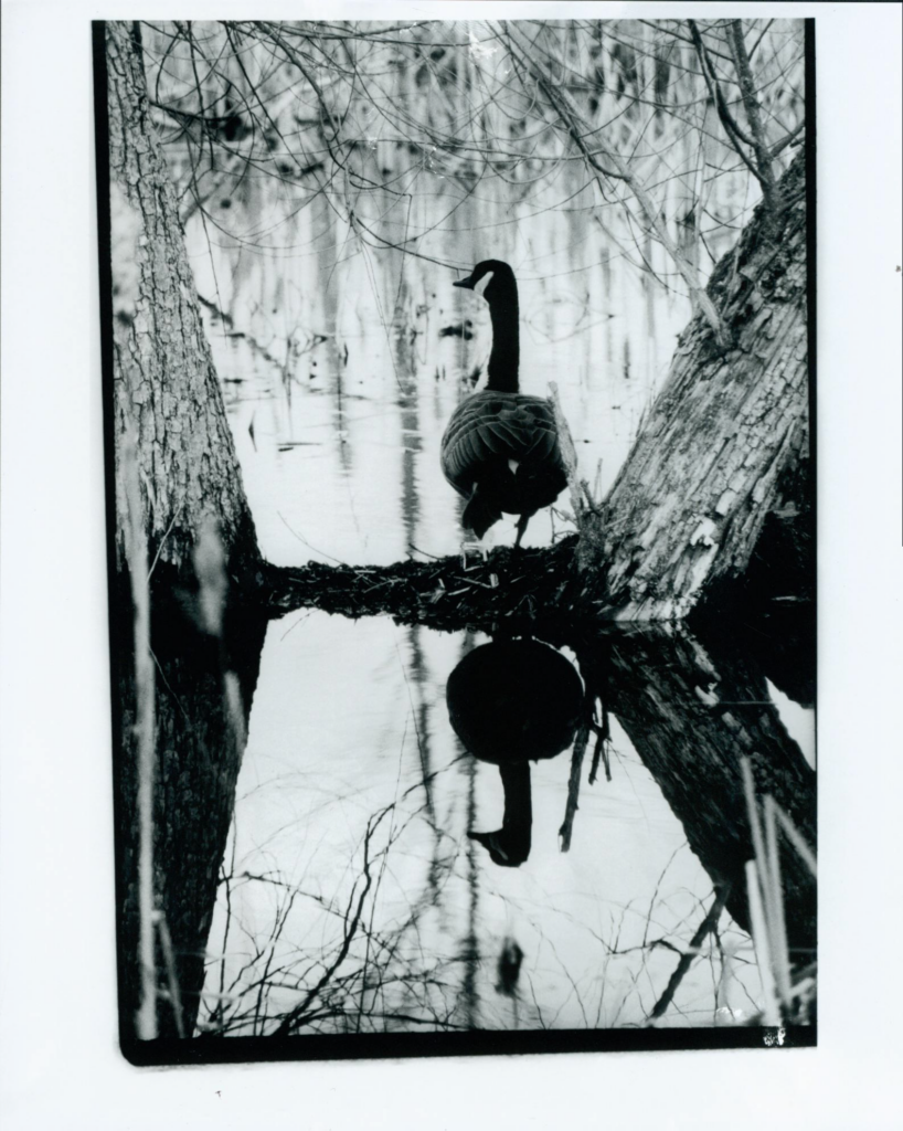 black and white photo of canadian goose and its reflection in the water