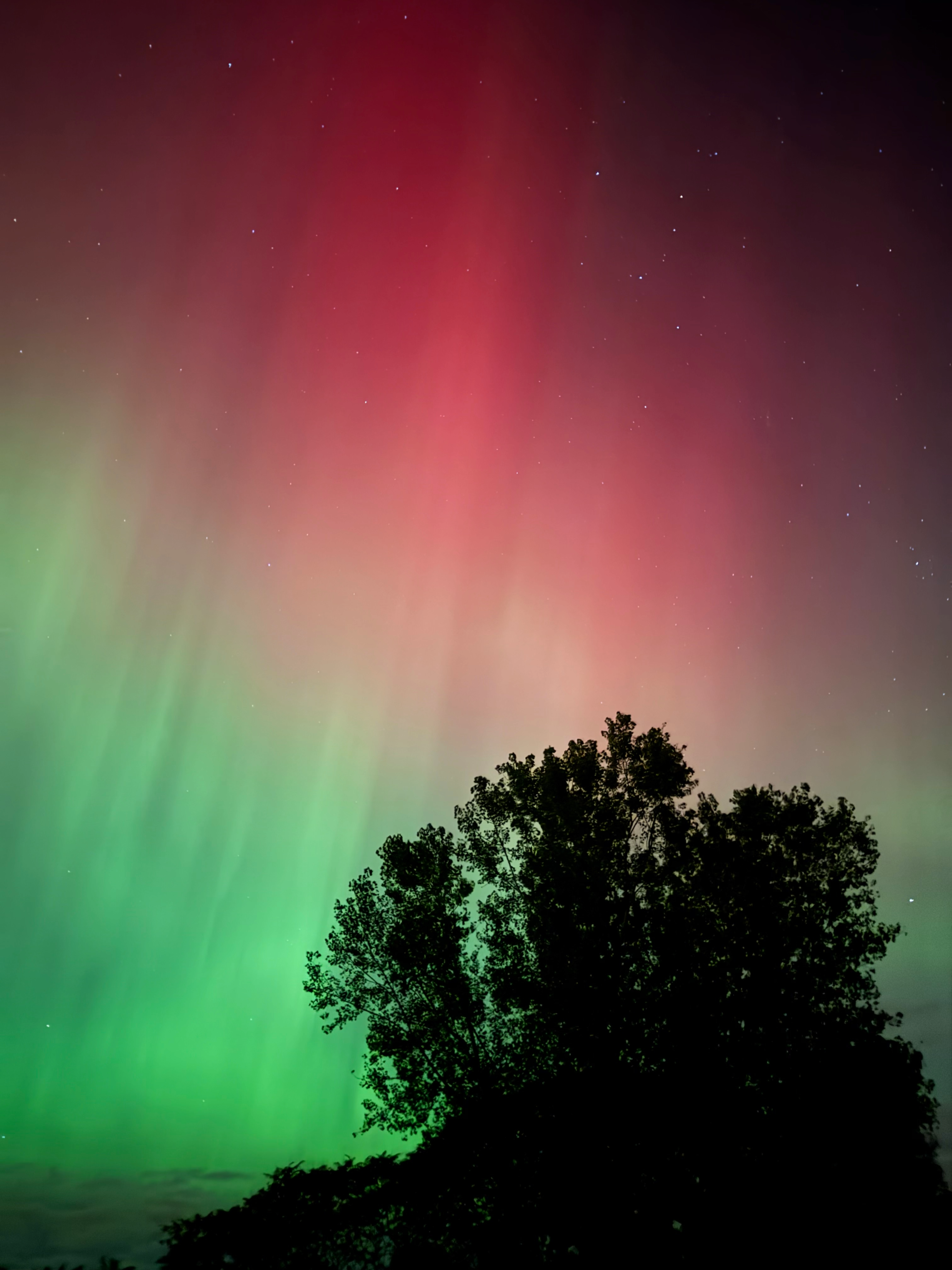 Photo of dark tree with aurora borealis behind it