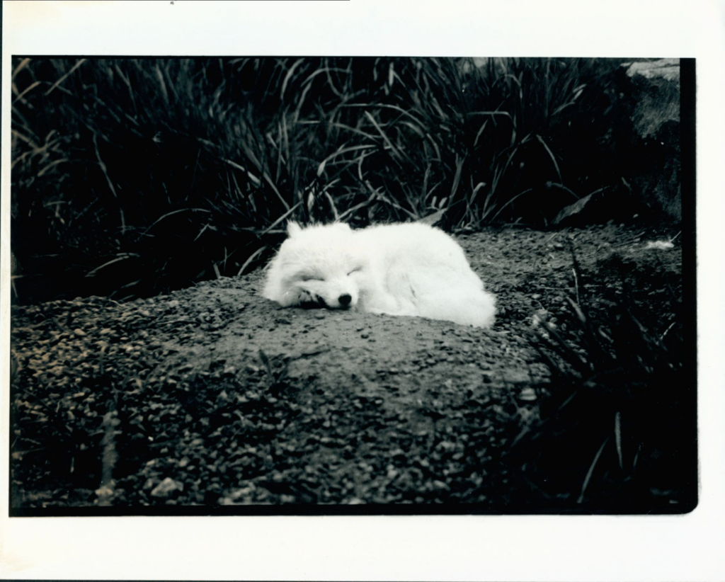 Black and white image of sleeping white fox