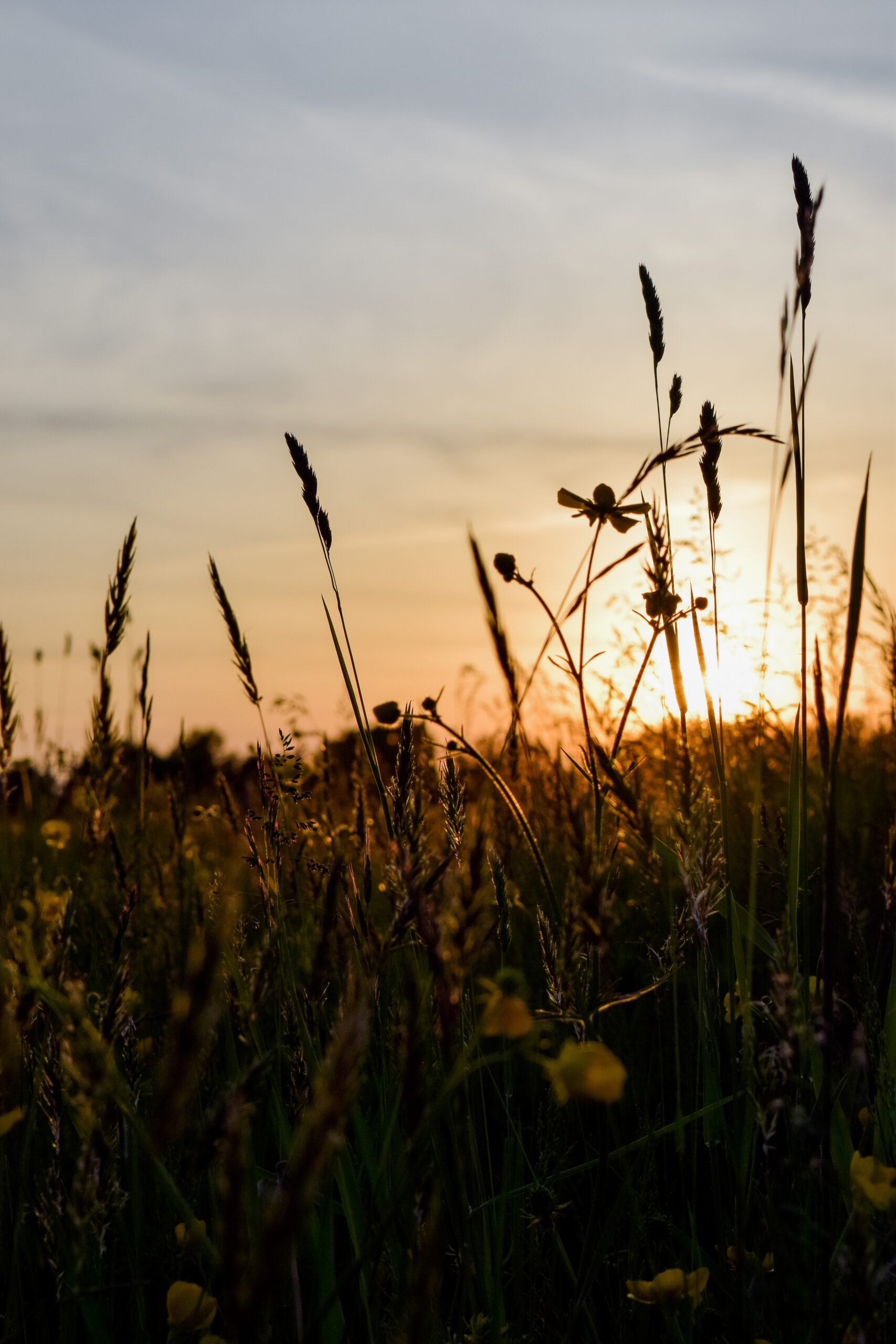 image of wildflowers and grasses in field in foreground, showing setting or rising sun in background