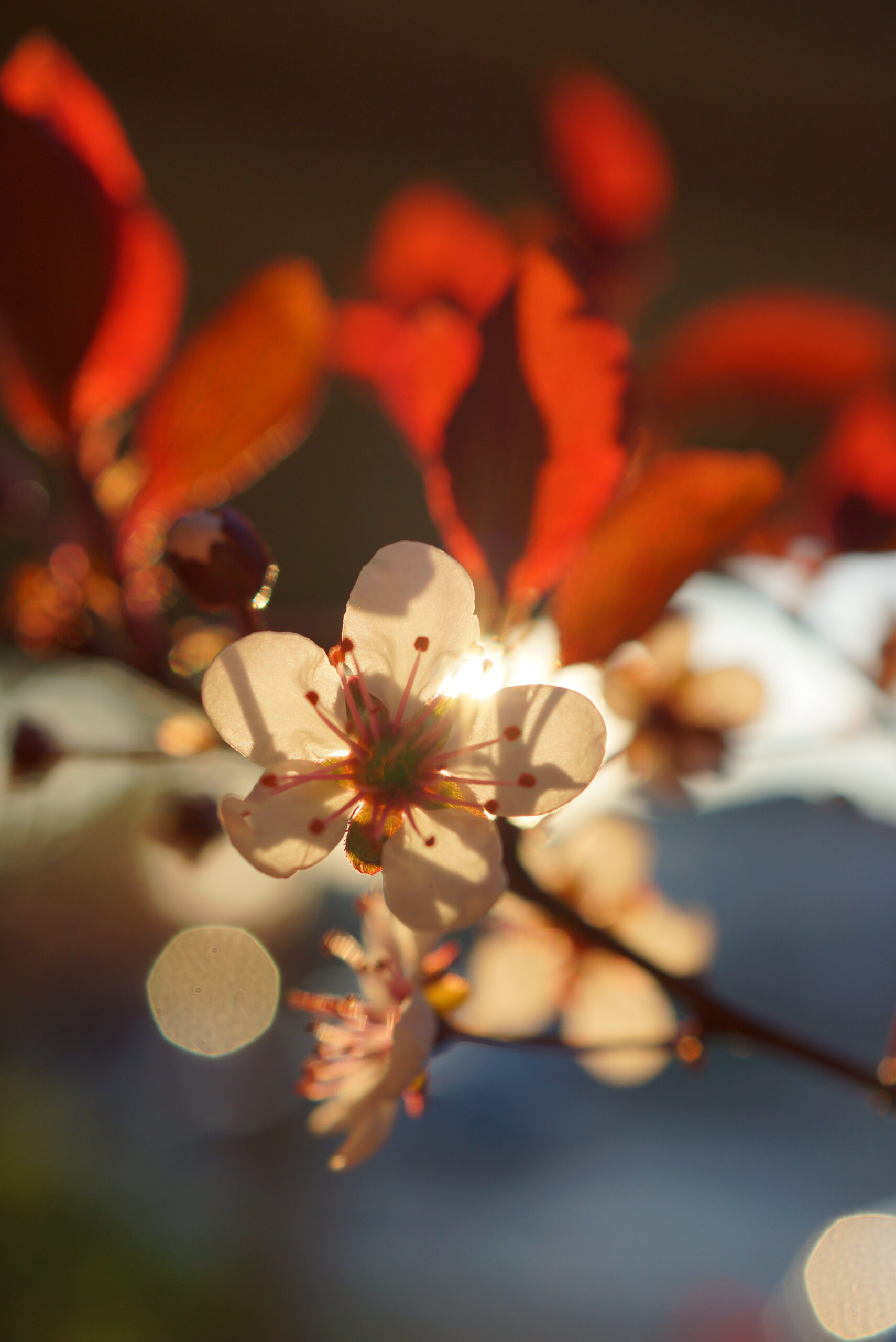 close-up photo of flower on branch, with blurred background of red leaves