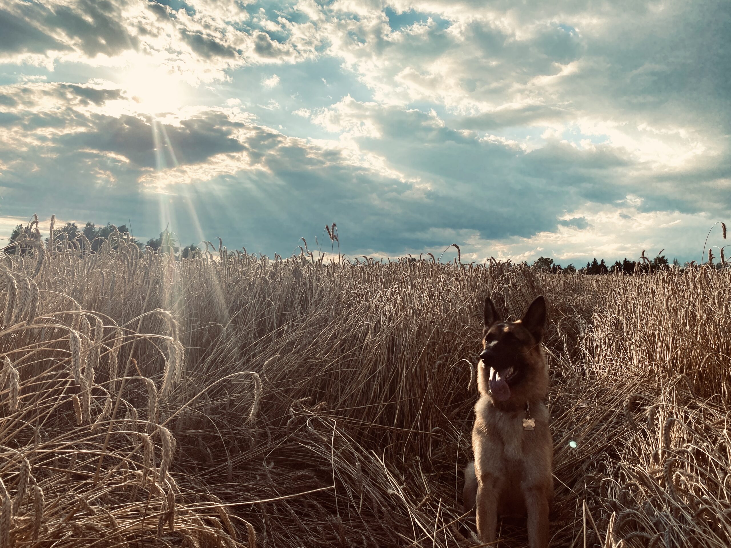 photo of german shepard dog in field with sunlight streaming through clouds in background