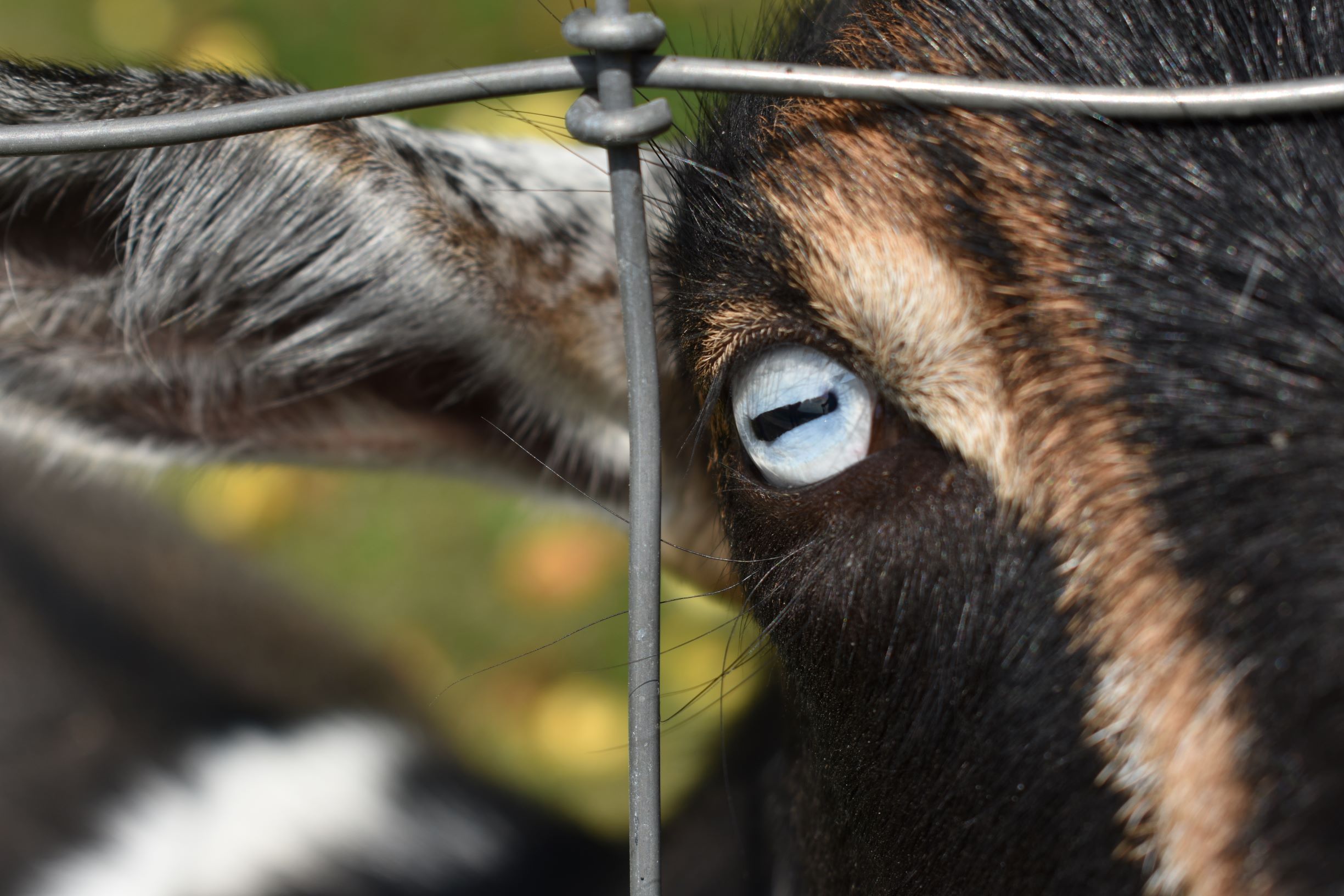 photo of goat peeking through a fence, partially shows face, ear, centered on blue eye