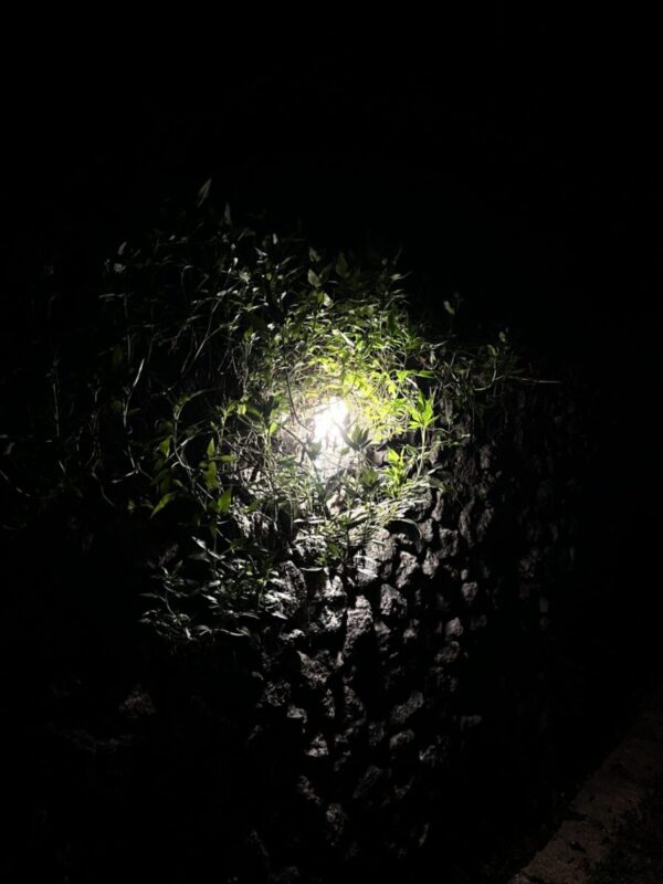 photo showing light from inside a tunnel or underground, looking through foliage and rocks