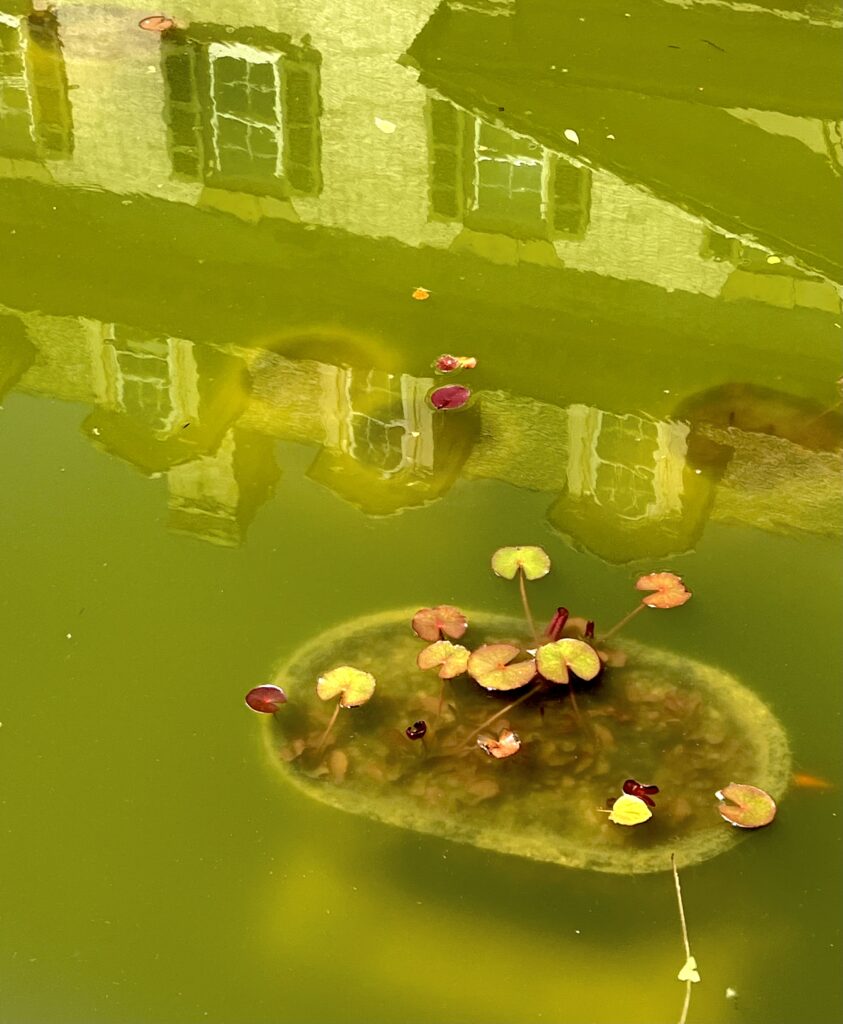 image of greenish pond with submerged planter and yellow and fuschia colored lilypads, reflection showing building