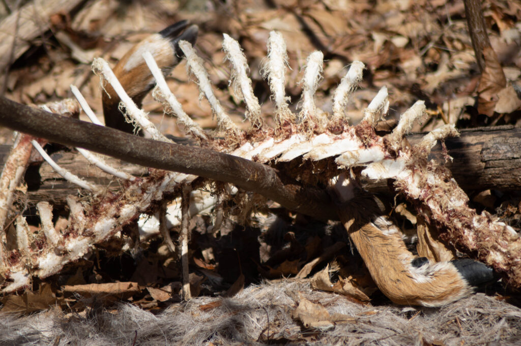 photo of animal skeleton in woods with some remnants of fur and a hoof