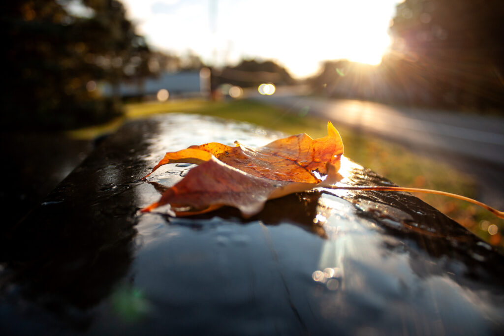 image of orange leaf on wet surface, glistening in sunlight