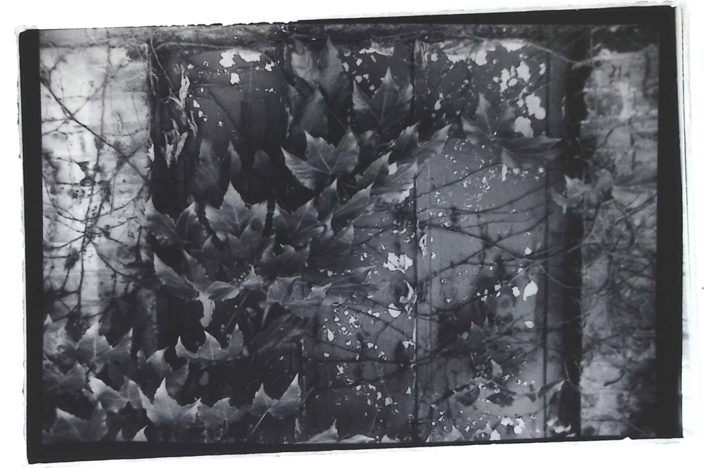 image of vined leaves covering weathered wall