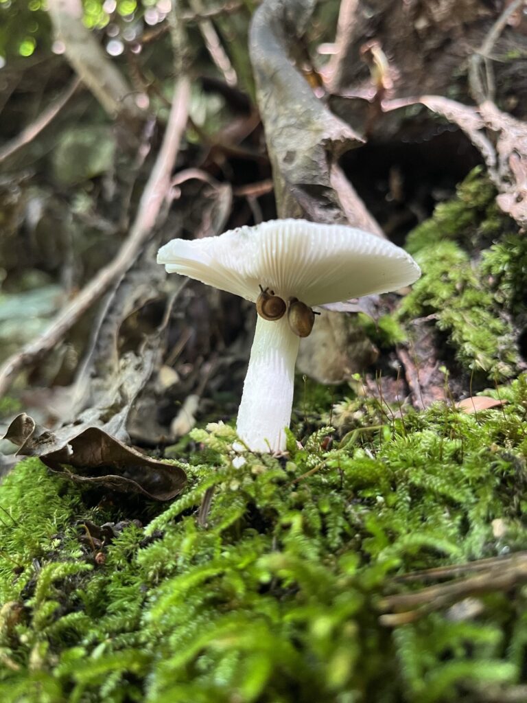 photo of mushroom on forest floor with moss in foreground and snail under cap of mushroom